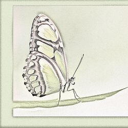Schmetterling I